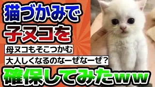 子ヌコを猫づかみしてみた、結果ｗｗ【2ch動物スレ】