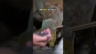 лучший способ сбора мёда, который вам стоит увидеть! 😲