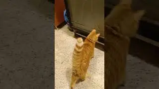 🇹🇷 Yorumsuz 🇬🇧No comment. 🇷🇺Без комментариев.#animallife #cat #catvideo #iyilik