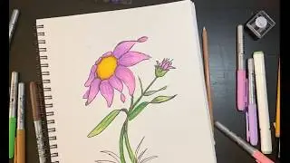Desert Daisy