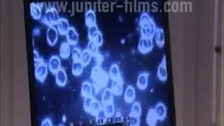 Influence de l'eau structur&eacute;e - les globules rouges