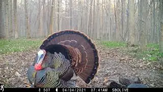 Eastern Wild Turkey Strutting Around Hens | Browning Recon Force Advantage