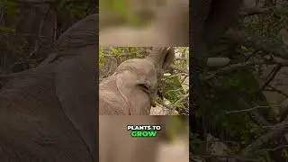 Elephants: Ecosystem Engineers Shaping Biodiversity & Landscapes
