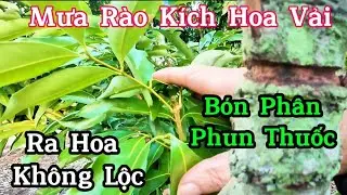 Thúc Vải Ra Hoa Gặp Trời Mưa Rào Cách Xử Lý Vải Không Bị Bật Lộc.