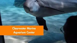 Clearwater Marine Aquarium Center 🐬 Winter's Legacy & More 🐢 🦦 🐠 🦈