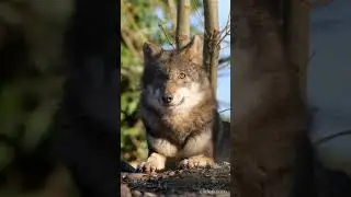 Удивительный мир Животных. | The amazing world of Animals - 11