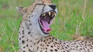 Cheetah (Acinonyx jubatus) - Masai Mara (Kenya) 31-8-2025