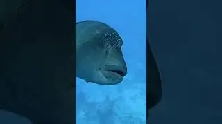 Napolean Wrasse