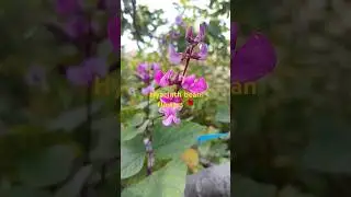 Australian flowers 🌹: Hyacinth bean flowers #melbourne #flowers #garden #shorts #gardenlove #beauty