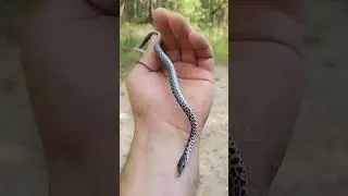 Beautiful Baby Buttermilk Racer🐍