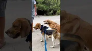 Dog,Horse ,Cow,Duck,Tiger, Pig #animals