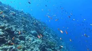 RGBlue✖️GoPro【キンギョハナダイ②】