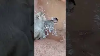 monkey drink water
