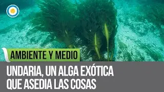 Undaria, un alga ex&oacute;tica que asedia las cosas | Ambiente y medio