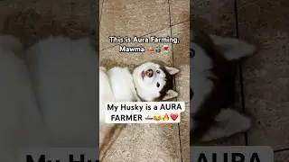 Husky became Aura Farmer 🚣🗿😂 #husky #funny #aurafarming #shorts
