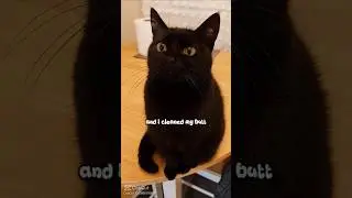 Yes I am clean!!@ 🤣🤣🤣 #viralshort #cute #catlovers #catcommunity
