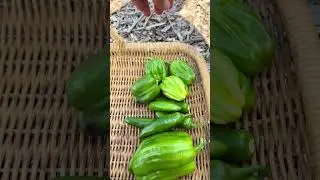 This HUGE #harvest includes onions, carrots, corn, peppers, tomatoes,
