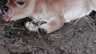Anak sapi aneh ...kuasa allah..