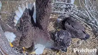 SWFL Eagles ~ INTENSE SCARY MOMENT! Intruder Pushes M15 Out Of Nest & Takes His Fish & Eats 2.19.23