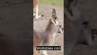 DYK#116 🦘Kangaroos can pause their pregnancies! 🤰🤯