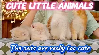 cute little animals | The cats are really too cute......