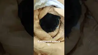 #курган #cat #animals #animalpets #топ