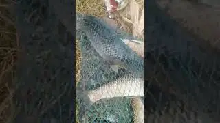 Fishing at Rawal Dam: The TRUTH EXPOSED