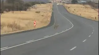 Why did the leopard cross the road?