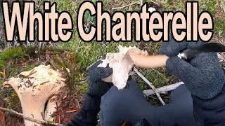 White Chanterelle -Mushroom Hunting 2019-