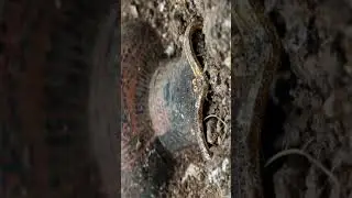 Tomb of a prince or princess #find #news