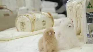 Woolcomfort, Australian Made Wool Quilts, 澳大利亞製造羊毛被子