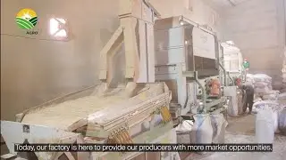FILM INSTITUTIONNEL SUR BAZI AGRO MALI, ÉVOLUANT DANS LE TRAITEMENT ET L'EXPORTATION DU SÉSAME 