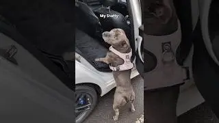 The Staffy I Was Expecting vs My Staffy (She's Jus a Baby 😂) #wouldnthaveitanyotherway