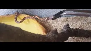 - Pantherophis Guttatus - Nourrissage