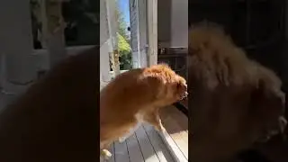 Dog DESTROYS Screen Door to Chase HOA Karen!