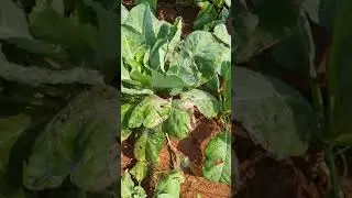 Diamondback moth insect attack in Cauliflower🐛🐛#shorts