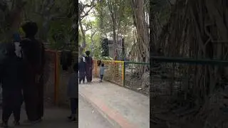 Zaviyan is Enjoying in the Zoo #shorts #shortsfeed #shortvideo #fypシ゚viral #fypシ #fypage #zoo #reels