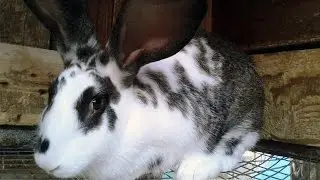 Types of rabbits breeds. Raising Checkered Giant Rabbit.