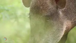 TDF Nature Series - Margalla Hills - Biodiversity (Urdu)