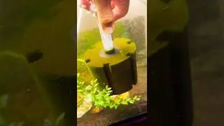 How we clean our sponge filters! #hdaquatics #aquarium #fish #tutorial #tips #cleaning