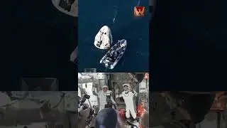 Dolphins Greeted Crew-9 Astronauts Sunitha Williams & Butch Wilmore #shorts | WISE TV