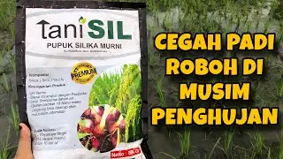 Pupuk Silika TaniSIL Untuk Padi - Manfaat, Dosis dan Keunggulan