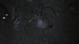 Tilki tuzagiyla fare yakalamak / Fox trap and rat ( 2016 ) Farenin kurnazligi