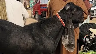 Biggest Breeder Bakray in Sahiwal Bakra Mandi New Rates 