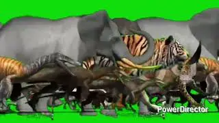 Animal stampede green screen