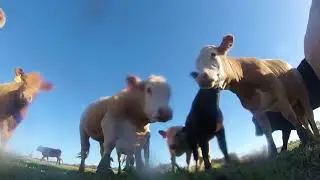 The curiosity of cows drone crash video