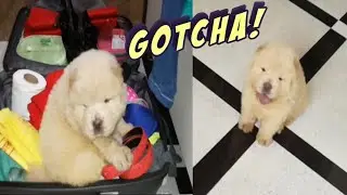 FIRST DAY OF NEW PUPPY | 😂FULLY CONFUSED, DOING FUNNY THINGS | CHOW CHOW DOG BREED PUPPY