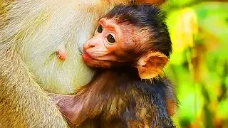 So Cute And Funny Baby Monkey Just Born At The Moment! Asking Milk So  Hard!