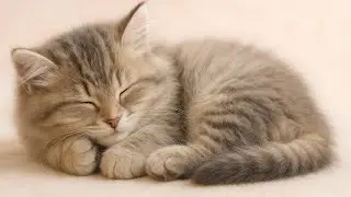 CUTE MAO  purring Sounds effect