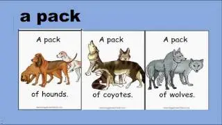 Collective Nouns : vocab & grammar lesson English tutorial